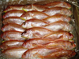 Thread Fin Bream